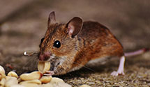 24 Hour & Emergency Exterminators in Stony Brook, MA